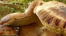 Funghi -  © www.giornaledibrescia.it