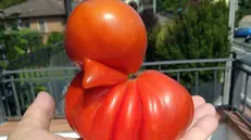 Il pomodoro dalla simpatica forma ad anatra - Foto  © www.giornaledibrescia.it