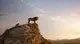 Alcune immagini dal film Il Re Leone