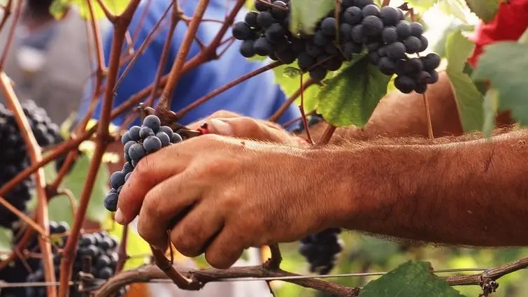 Il vino italiano è un business da 11 miliardi - © www.giornaledibrescia.it