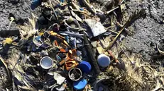 Plastica nella carcassa di un gabbiano - Foto Caleb Jones © 2019 The Associated Press