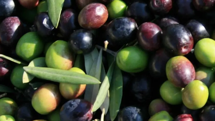 Nel mondo. L’olio made in Brescia è apprezzato per il suo gusto «delicato»