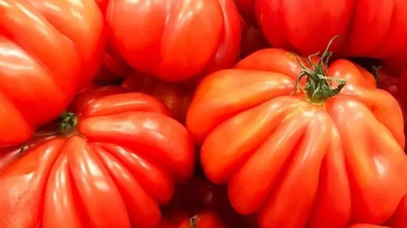 Il pomodoro Cuore di bue