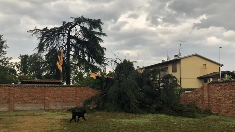 Maltempo, albero abbattuto a Mairano