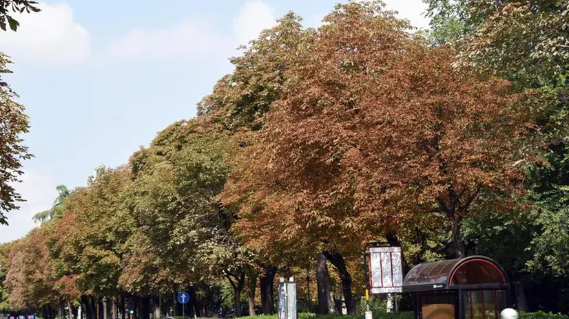 Ippocastani malati in città