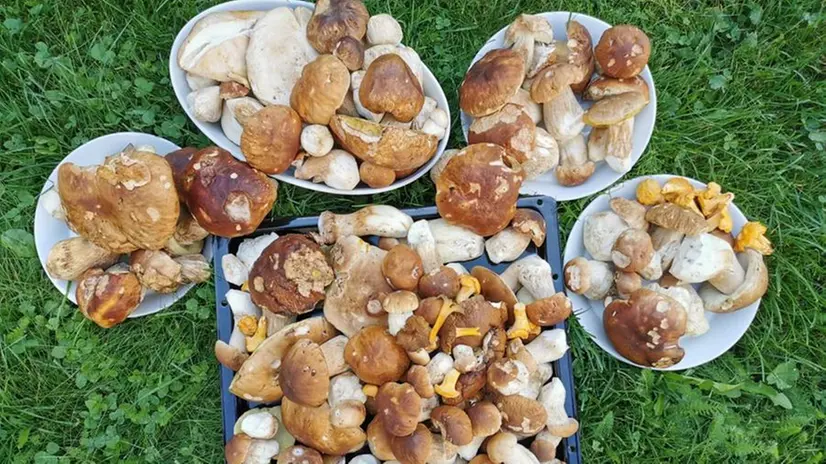 I funghi raccolti dai lettori del GdB