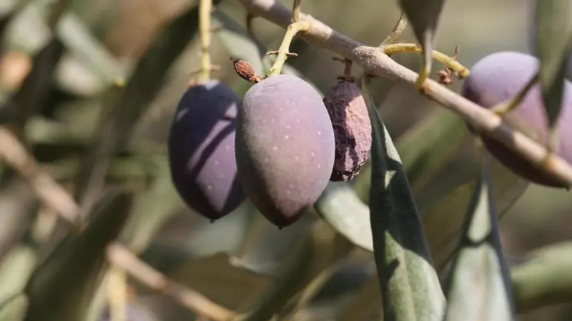 Olive in una foto d'archivio