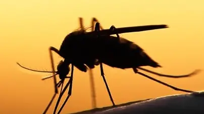 Il clima mite di questa «nuova primavera» favorisce la riproduzione delle zanzare