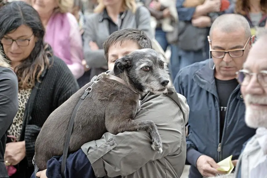 La benedizione degli animali/3