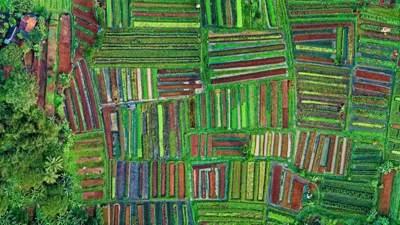 Un'immagine di campi scattata da uno dei satelliti di Iceye - Foto tratta da Iceye © www.giornaledibrescia.it