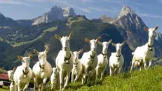 Tra i monti. Viaggio nella storia della pastorizia in Valcamonica - © www.giornaledibrescia.it