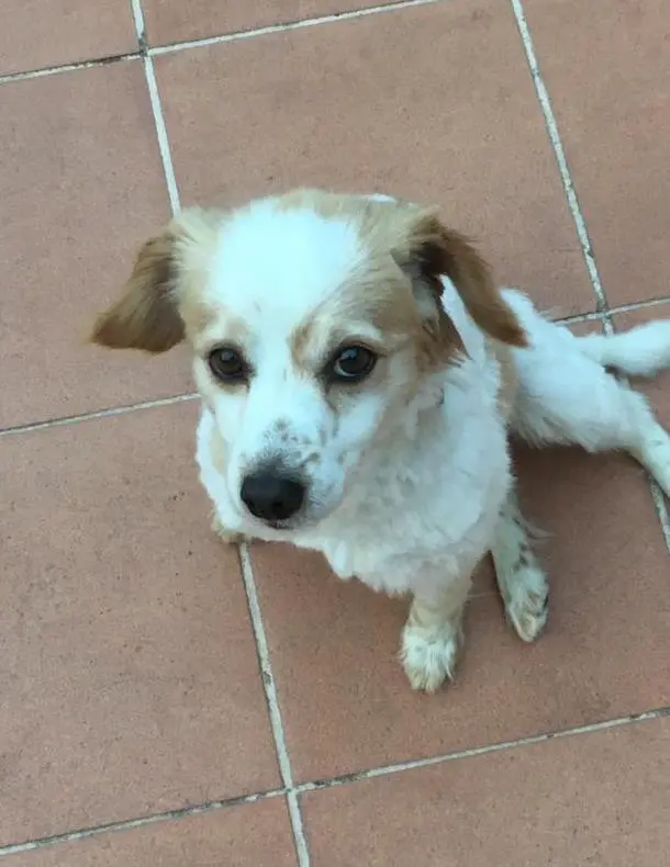 Smarrito il cane Ronn, si cerca in due province