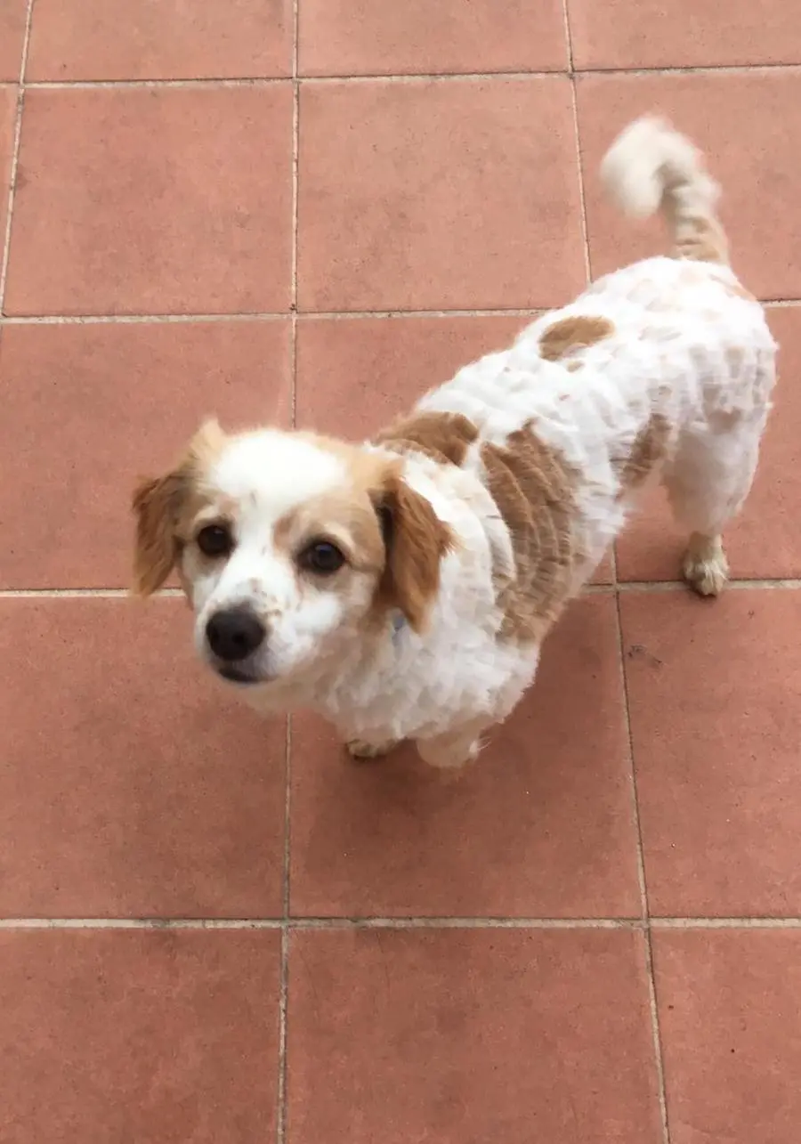 Smarrito il cane Ronn, si cerca in due province