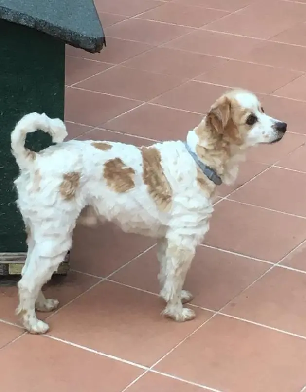 Smarrito il cane Ronn, si cerca in due province