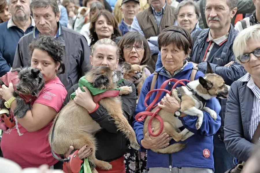 La benedizione degli animali/3