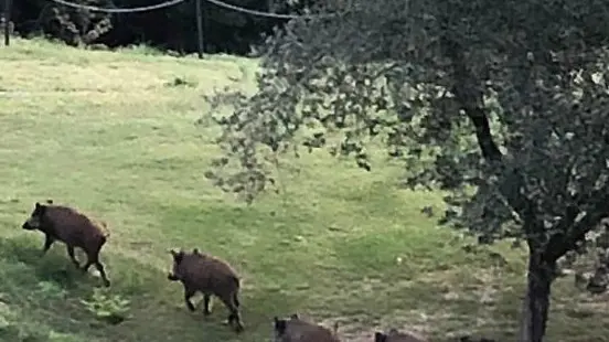 Al Vittoriale. I cinghiali immortalati nel parco