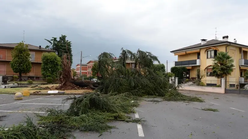 In viale papa Giovanni XXIII a Rudiano. Un'enorme conifera sradicata dal vento