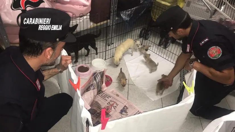I cuccioli di chihuahua sequestrarti dai carabinieri