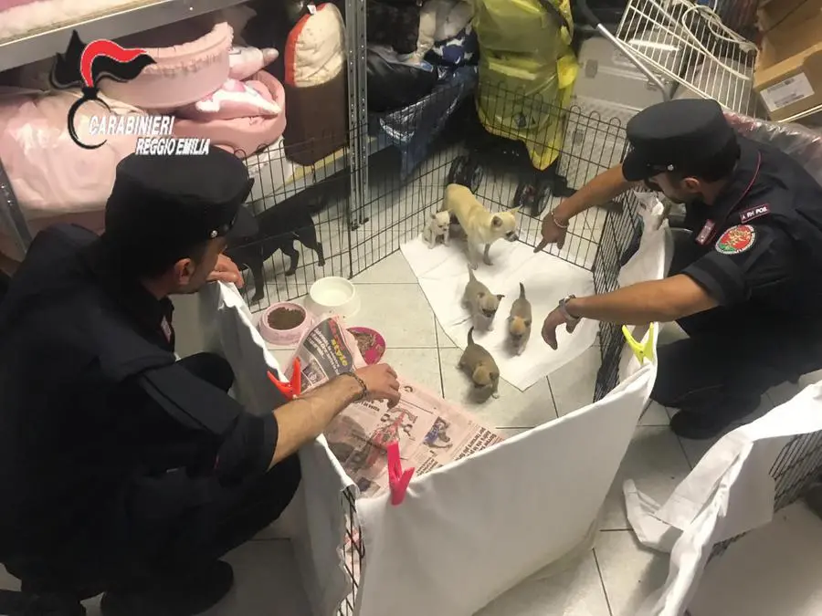 I cuccioli di chihuahua sequestrarti dai carabinieri