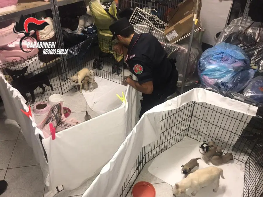 I cuccioli di chihuahua sequestrarti dai carabinieri