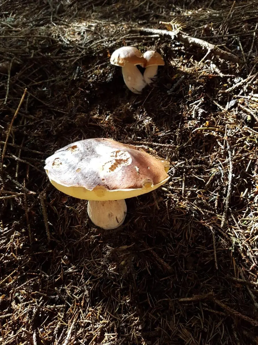 I funghi raccolti dai lettori del GdB