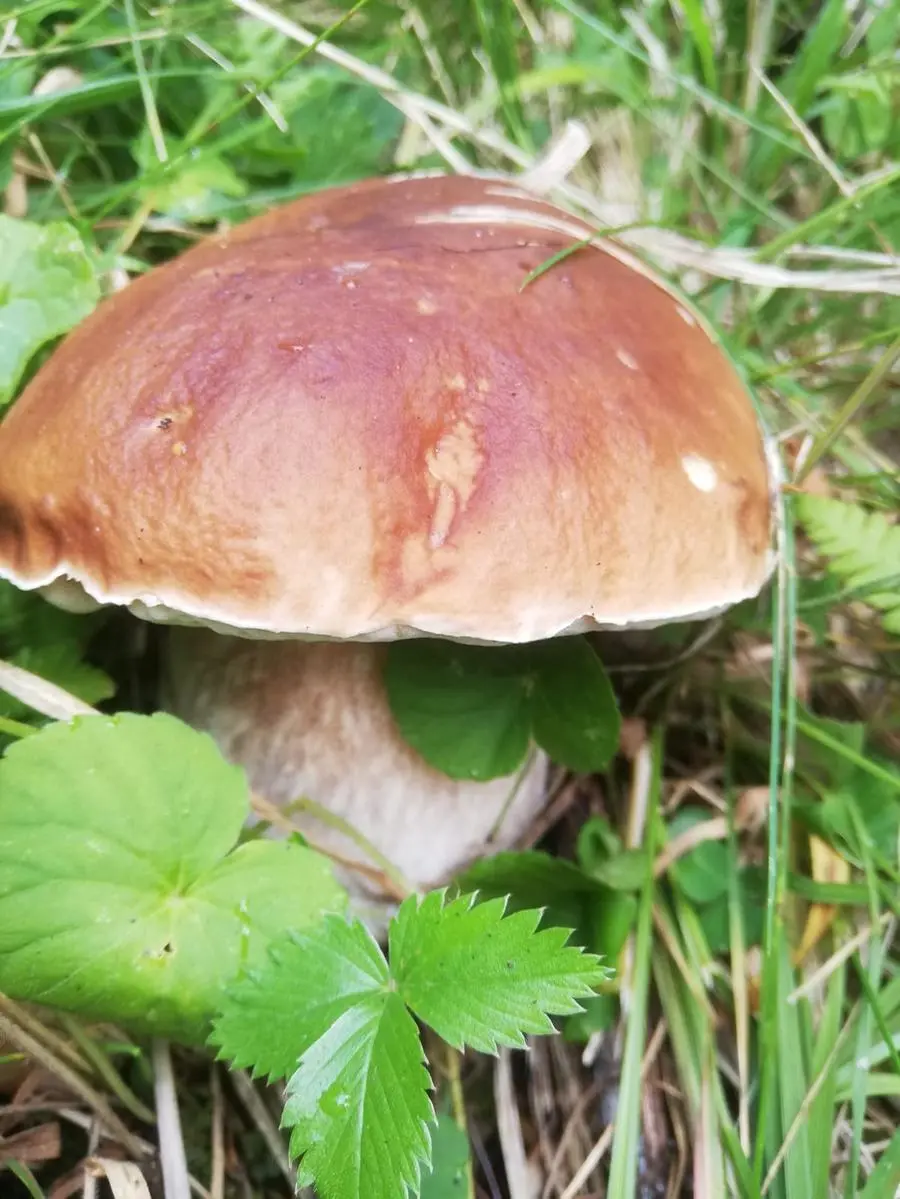 I funghi raccolti dai lettori del GdB