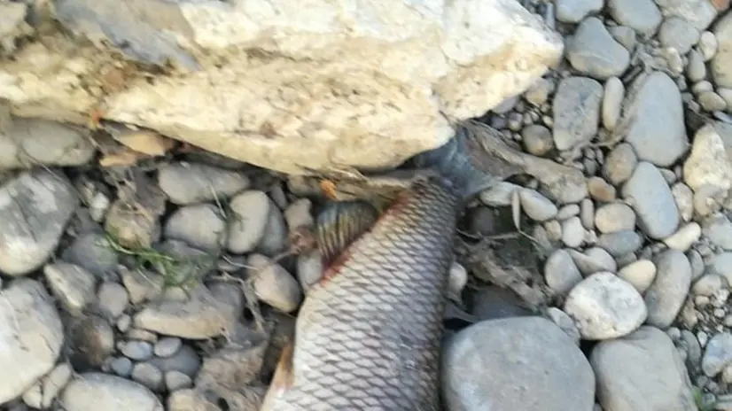 Grandi e piccoli. Trovati cavedani, carpe e barbi