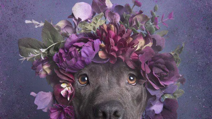 Una corona di fiori per ingentilire un cane ritenuto aggressivo