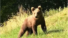 Il giovane orso avvistato a Valle di Collio