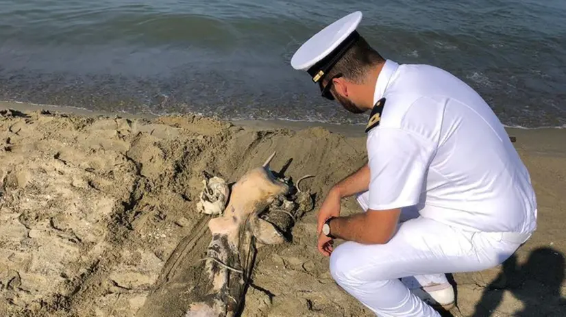 Il delfino trovato morto tra Viareggio e Torre del Lago (Lucca) - Foto Arpa Toscana