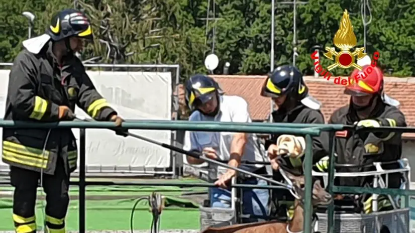 Villanuova, cerva e cucciolo cadono in acqua
