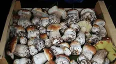 I tre italiani avevano 38 chili di funghi freschi - © www.giornaledibrescia.it