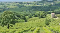 Le vigne del Prosecco, in località San Pietro di Feletto, in Veneto