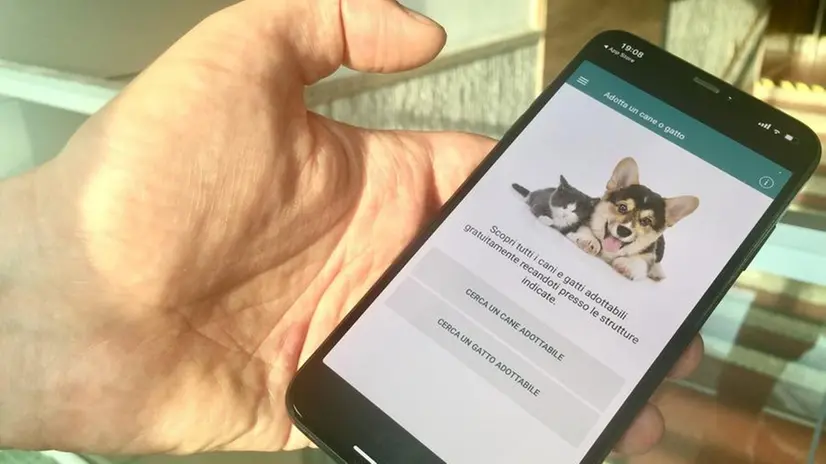 Zampa a zampa. L’App per ritrovare il proprio animale domestico - © www.giornaledibrescia.it