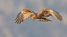 Il falco di palude nelle Torbiere - © www.giornaledibrescia.it