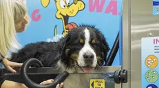 Un cane durante il lavaggio (foto di repertorio)