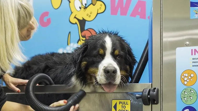 Un cane durante il lavaggio (foto di repertorio)