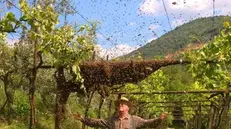 L'apicoltore Lodovico Valente tra le sue api a Botticino - © www.giornaledibrescia.it