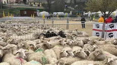 Un gregge di pecore (archivio) - Foto © www.giornaledibrescia.it