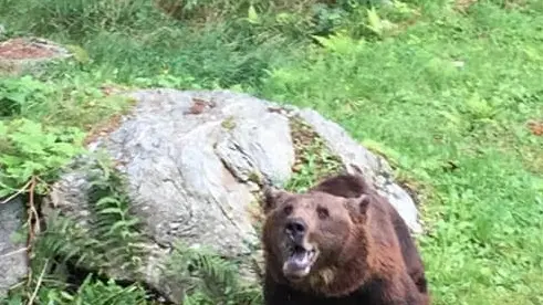 Uno dei due esemplari «importati» all’Aprica