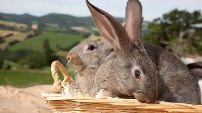 Allevamenti di conigli da carne - © www.giornaledibrescia.it