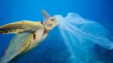 L'immagine-simbolo della campagna di Greenpeace contro l'inquinamento da plastica