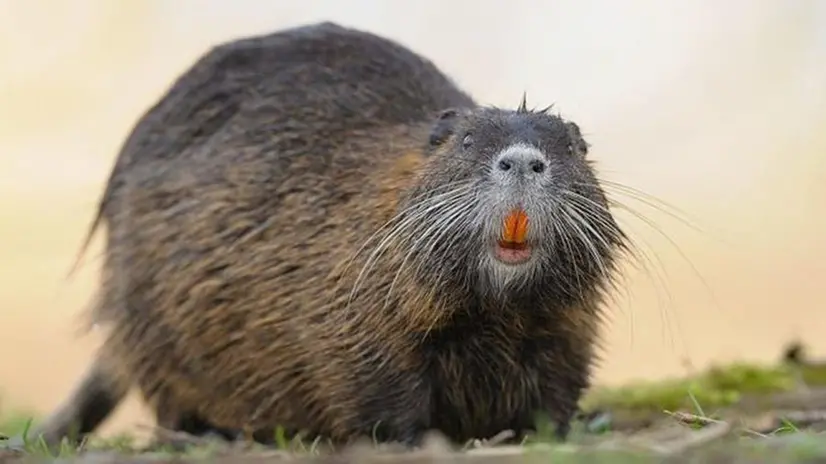 Un esemplare di nutria