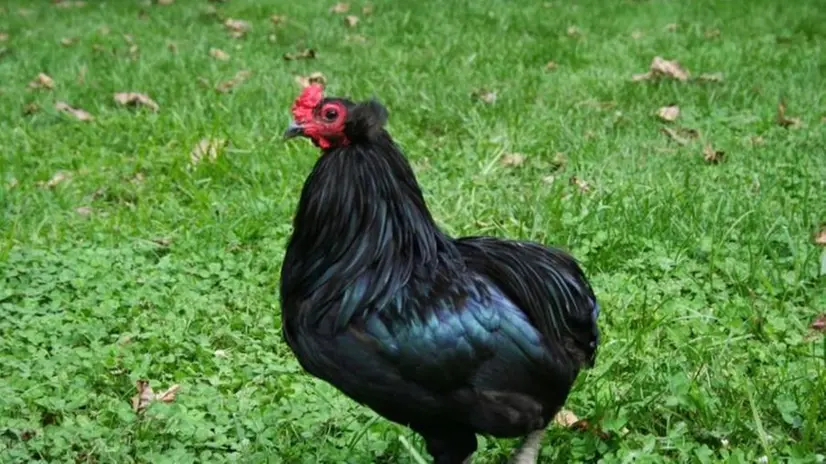 Una delle due galline nell'aiuola della Cropelli