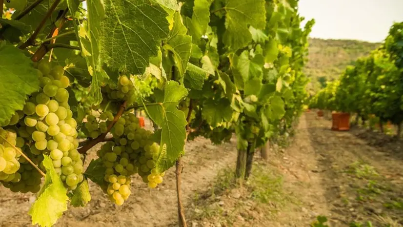 Vendemmia al via. Nelle zone vinicole bresciane è tempo di raccolta delle uve