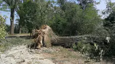 Il gigante abbattuto. Un imponente albero sradicato da terra dalla forza del vento che si è scatenato sull’Ovest bresciano