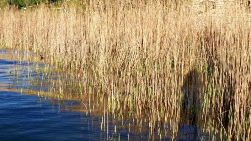 Un tratto del Lago di Garda - Foto © www.giornaledibrescia.it