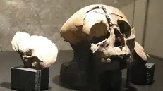 Al museo. Il cranio esposto al Museo archeologico di Gavardo