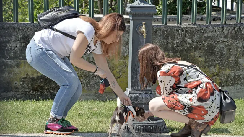 Un cane si abbevera alla fontanella - Foto © www.giornaledibrescia.it