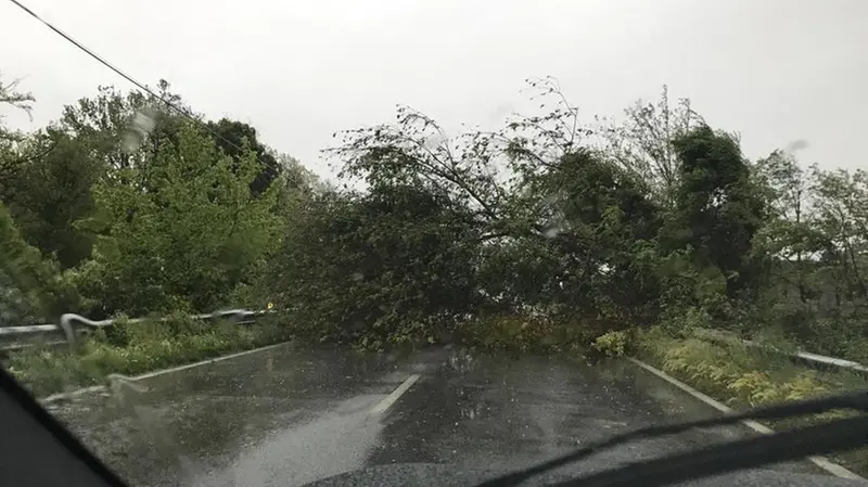 Maltempo, alberi caduti tra Bagnolo Mella, Ghedi e Isorella